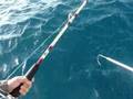 Fishing wahoo king fish صيد سمكة دراك