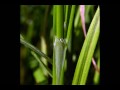 Carex grisea