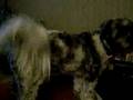videos de Dog MAD at own picture!