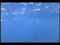Mikura Dolphins - Dolphin Communication Project Field Site