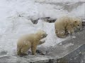 ホッキョクグマ