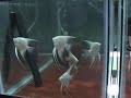 All white Platinum Angelfish