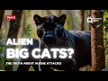 videos de Part 3 Alien Big Cats - Animal X Natural Mystery Unit