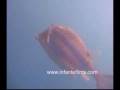 videos de Toritos