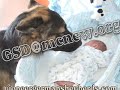 Large German Shepherds - Large German Shepherd breeder in PA