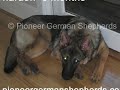 Large German Shepherds - Large German Shepherd breeder in PA