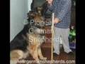 Large German Shepherds - Large German Shepherd breeder in PA