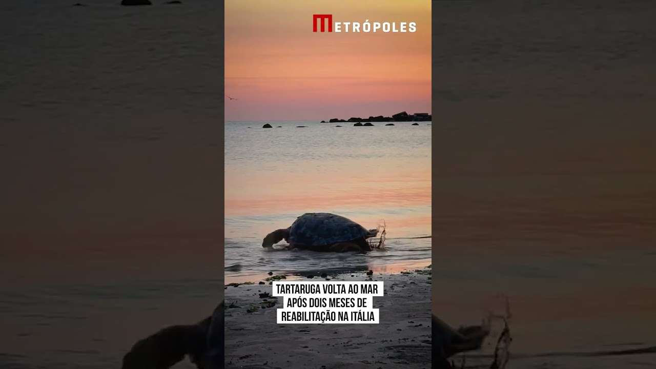 Tartaruga volta ao mar após dois meses de reabilitação na Itália