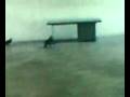 videos de birdie.3gp