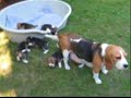 Beagle - sczeniaki miot \"S\" w wieku 4 tygodni Beagle - sczeniaki miot \"S\" w wieku 4 tygodni