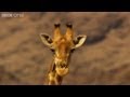 Giraffe Fight - Africa - Episode 1 - BBC One