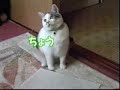 Sooooo cuteee ! funny japanese cat says  give it to me