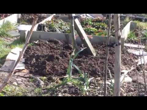 how to fertilize fruit trees with manure