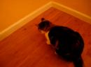 Calico Cat Playing with Moth Calico Cat Playing with Moth