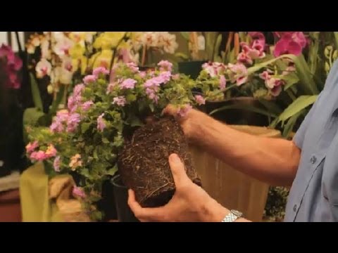 how to transplant lantana