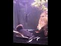 Redtail cat Teddy 2