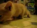 Orange kitten eating