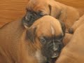 More puppy fights! More puppy fights!