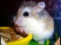 super cute roborovski hamster pictures super cute roborovski hamster pictures