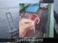 津軽海峡産クロマグロ はえ縄漁業 前編 マグロ漁師