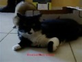 Furet contre chat
