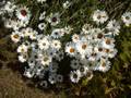fleurs volet 1