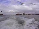 Matsushima ship tour with sea birds