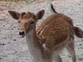 Hollywild Animal Park