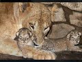 felinos   felines