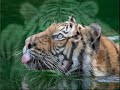 felinos   felines