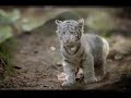 felinos   felines