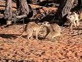 © www.kalahari-meerkats.com and www.pangolin.li