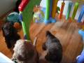 2009-01-06 | Our ArborGate Australian Labradoodle Puppie ~> Puppies playing. ... (03:15)
