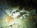 Shiprock Night Dive