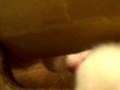 videos de The Cats vs. The Box and each other part 4