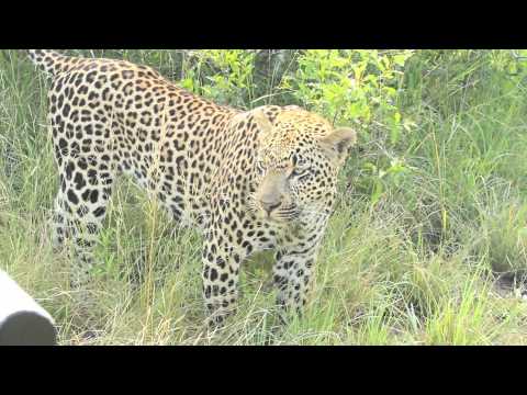 male leopard
