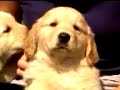 Golden Retriever Puppies - Love People Golden Retriever Puppies - Love People