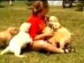 Golden Retriever video