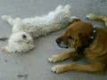 humillacion de teddy