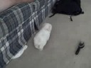 Our New Dog!!!