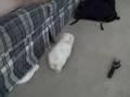 videos de Our New Dog!!!