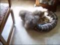 Shih Tzu Puppies Playing - Champagne & Caviar