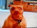 dog won't take a treat from brock obama.