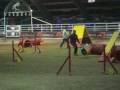 videos de anna e trilly agility 3 voghera dicembre 08