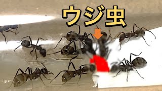 アリにウジ虫を与える。  