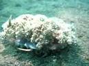 Decorator crab chasing the camera Decorator crab chasing the camera