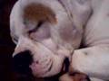 Bulldog Americano video