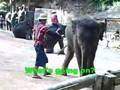 Mae Sa Elephant Camp