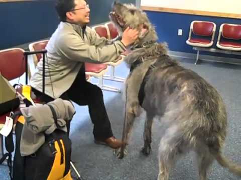 IRISH WOLFHOUND