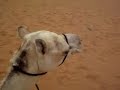 Bagrawiyah: Camel Man Playing The Flute Bagrawiyah: Camel Man Playing The Flute